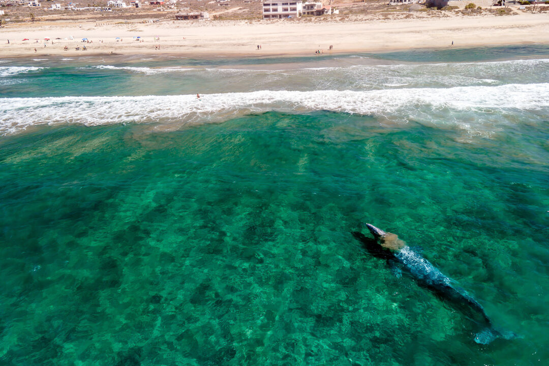 Unit 21. Tortugas Cerritos.Whale-2