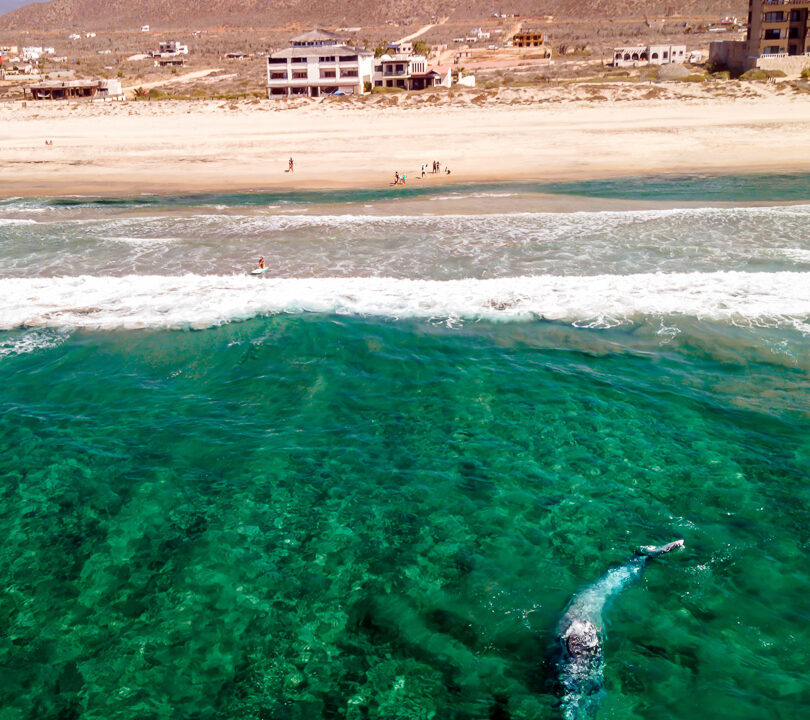Unit 21. Tortugas Cerritos.Whale-3